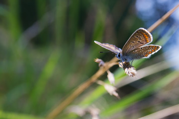 common blue