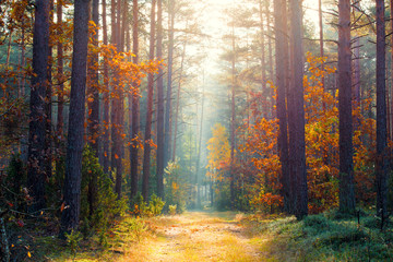 Sunny autumn forest