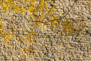 Herbstblätter mit Herbstfarben vor historischer Stadtmauer aus Sandstein, Autumn leaves with autumn colors in front of historic city wall of sandstone