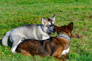 Puppy miniature husky. Dogs play with each other, merry fuss, harmonious relations, correction of behavior and aggressiveness. Obedient pet performs the commands of its owner. Deliverance from barking