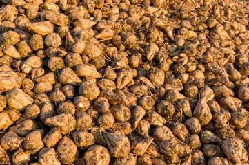 Zuckerrüben, die Ernte liegt auf einem Haufen zum Abtransport zur Zuckerfabrik, Sugar beet, the harvest is in a pile for transport to the sugar factory