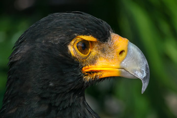 Black head Eagle