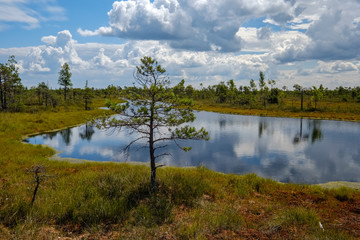 empty swamp landscape with water ponds and small pine trees
