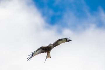 A Red Kite flying in Dumfriesshire, Scotland, in Autumn 2018