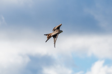 A Red Kite flying in Dumfriesshire, Scotland, in Autumn 2018