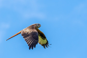 A Red Kite flying in Dumfriesshire, Scotland, in Autumn 2018
