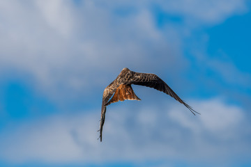 A Red Kite flying in Dumfriesshire, Scotland, in Autumn 2018