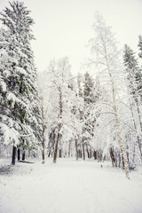 Natural background, landscape: snow-covered forest on a winter day