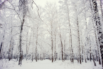 Naklejka premium Natural background, landscape: snow-covered forest on a winter day