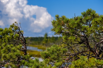 empty swamp landscape with water ponds and small pine trees