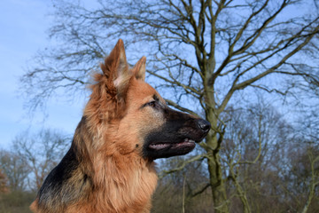 Portrait of young Old German Shepherd (long-haired). Dog outdoor portrait.