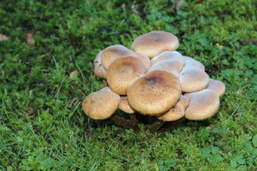 Büscheliger Faserling