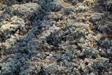Lichen