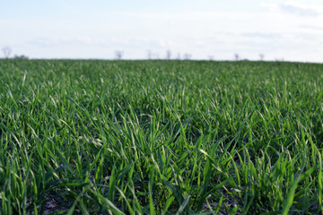Field of young green grain. Fields with trees and bushes background. Poland.