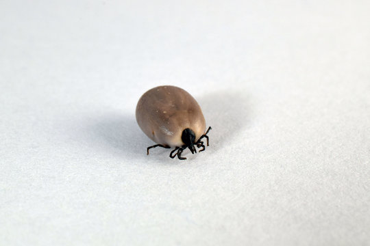 Ixodes ricinus filled with blood. Castor bean tick. Close up isolated on white background.
