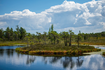 Fototapeta na wymiar empty swamp landscape with water ponds and small pine trees