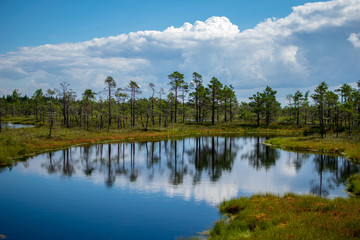 empty swamp landscape with water ponds and small pine trees