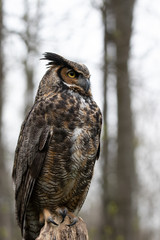 great horned owl
