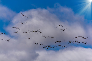 A swarm of geese at the Algonquin Provincial Park in Ontario Canada at a cloudy day in autumn.