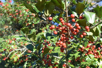 red berries holly leaves decoration