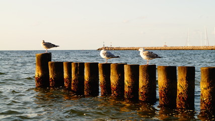 M&ouml;we auf der Ostseeinsel R&uuml;gen in Glowe