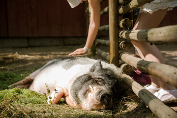 Happy Pet Pig In A Den