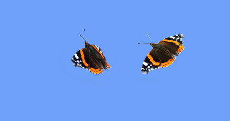 Obraz premium A pair of very beautiful admiral butterflies in flight on the background of a blue sky ...