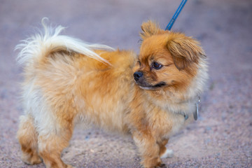 Cute small affenpinscher dog breed on a leash.