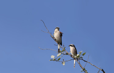 A pair of Shrike on a branch, against the backdrop of a blue sky.