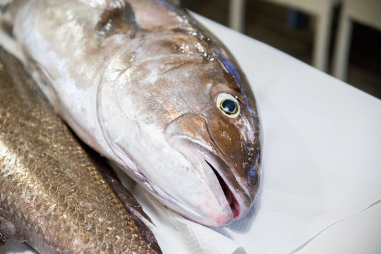 big fresh raw fish Greater Amberjack on table