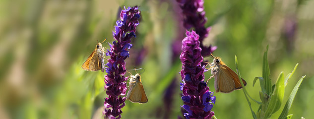 Hairy brown moths on a summer meadow drinking the nectar of a purple flower...