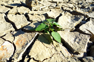 Cracked soil from lack of water