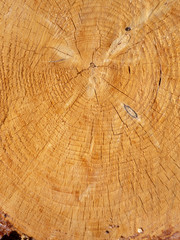 Macro view of a fresh cross cut of a yellow tree with resin. Pine tree, background with cracks