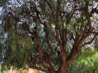 Baum an der Côte d’Azur