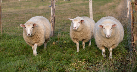 Fototapeta premium sheep in the meadow