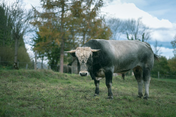 Taureau dans le pré