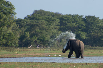 Wild Elephant