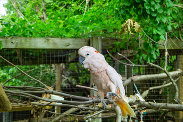 pink parrot