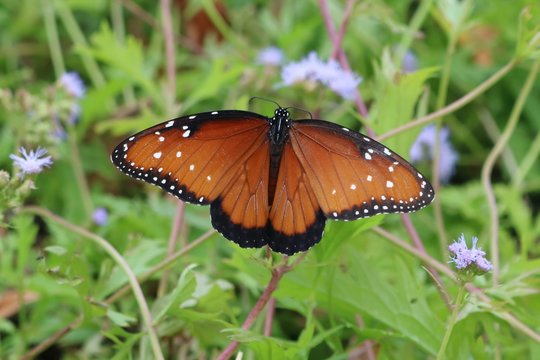 Closeup of a monarch butterfly seen from the behind
