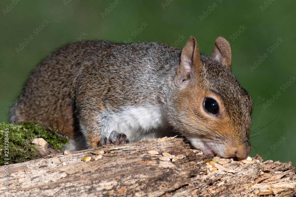Poster a close up portrait of a grey squirrel lying along a log feeding on seeds left for the birds