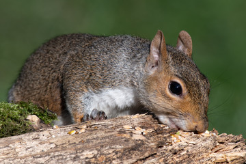 a close up portrait of a grey squirrel lying along a log feeding on seeds left for the birds