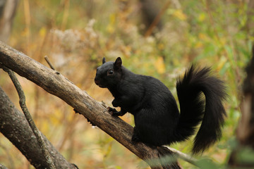 black squirrel on a tree