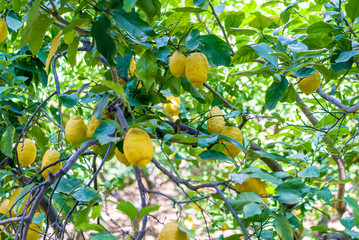 A tree with ripe lemons - 231738693