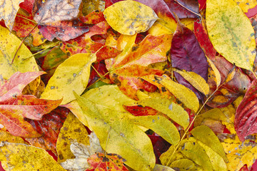 colorful autumn leaves background