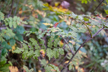 colored tree leaves lush pattern in forest with branches and sunlight