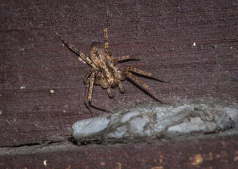 pająk kątnik w domu
