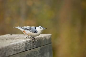 Nuthatch on a Wooden Bridge