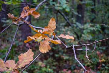 colored tree leaves lush pattern in forest with branches and sunlight