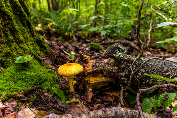 Mushrooms in a forest in Ontario Canada