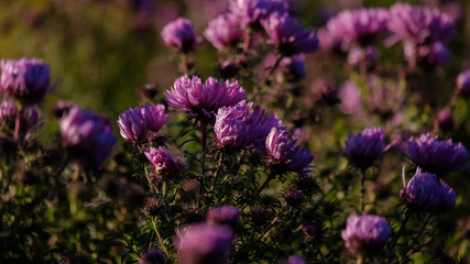 purple autumn flowers on blur background